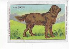 Chien epagneul chrome d'occasion  Expédié en Belgium