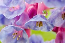 Virginia bluebells true for sale  Massillon