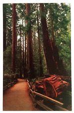 Muir woods fallen for sale  Saint Petersburg