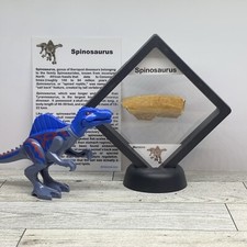 Spinosaurus extinct dinosaur for sale  Davenport