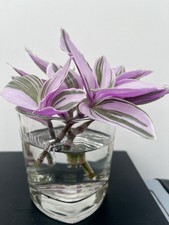 Tradescantia nanouk unrooted for sale  EXMOUTH