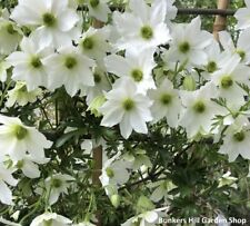 Clematis early sensation for sale  TYWYN