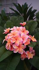 Peach hawaiian plumeria for sale  Denver