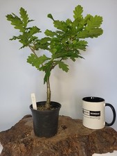 Shohin oak tree for sale  ELGIN