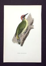 Green woodpecker original for sale  ILKLEY