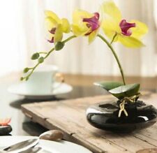 Seeds yellow orchid for sale  Goldsboro
