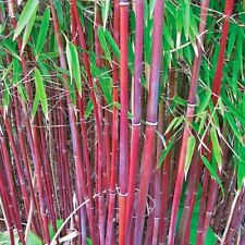 10 SEMENTES DE BAMBU RED DRAGON AGLOMERANDO comprar usado  Enviando para Brazil