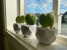 Three heart hoya for sale  Portland