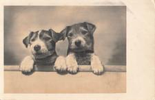 Young dogs behind d'occasion  Expédié en Belgium