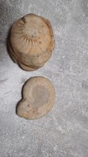 Versteinerte schnecken gebraucht kaufen  Bedburg