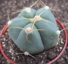 Gymnocalycium horstii beautifu for sale  BRISTOL
