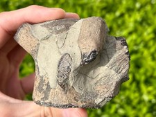 INCRÍVEL fóssil enraizado dente de mosassauro em vértebras de mosasauro Texas Ozan Tylosaurus comprar usado  Enviando para Brazil