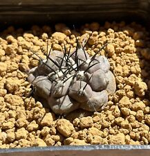 Copiapoa cinerea. own usato  Valdastico