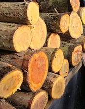 English yew blanks for sale  HAILSHAM