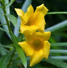 Thevetia peruviana (YELLOW FLOWER) -  - oleandro del Perù comprar usado  Enviando para Brazil