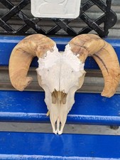 Real ram skull for sale  CRAIGAVON