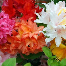 Mixed azaleas dwarf for sale  UK