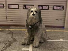 Hund einstein doc gebraucht kaufen  Berlin