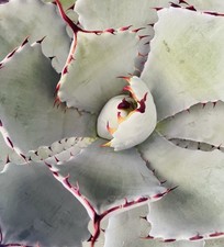 Exceptionnelle agave potatorum d'occasion  Aire-sur-l'Adour