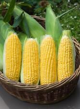 Vegetable sweetcorn moonshine for sale  WREXHAM