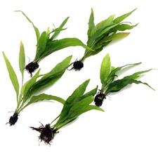 Java fern microsorum for sale  HOUNSLOW