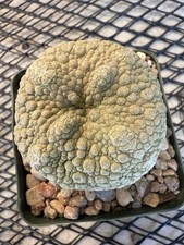 Pseudolithos migiurtinus rare for sale  Shipping to United Kingdom