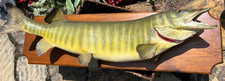 Muskie taxidermy full for sale  Claremore