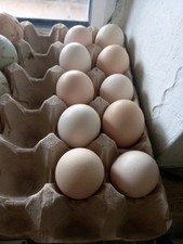 Bresse gallouise eggs for sale  BRAMPTON