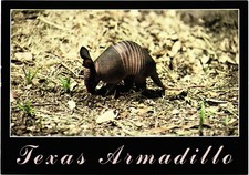 Texas baby armadillo for sale  Kannapolis
