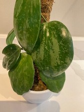 Rare hoya macrophylla for sale  LIVERPOOL