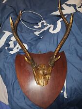 Mounted deer antlers for sale  LISKEARD