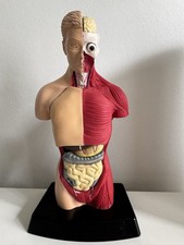 Anatomical human torso for sale  LONDON