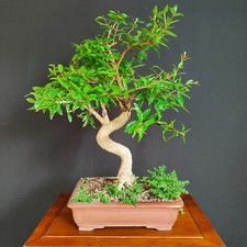 Bonsai melograno giapponese usato  San Pancrazio Salentino