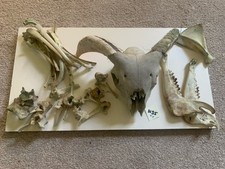 Sheep skull bones for sale  YELVERTON