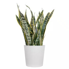 Live snake plant for sale  Bowling Green