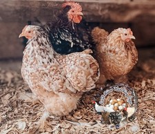 Bantam frizzled cochin for sale  Orleans