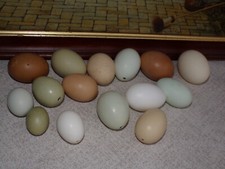 Cascas de ovo de frango (Galus galus domesticus), usado comprar usado  Enviando para Brazil