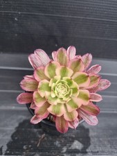 Aeonium pink daisy for sale  KILMARNOCK