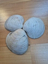 Riesen muscheln meeresmuscheln gebraucht kaufen  Werneuchen