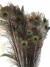 Peacock feathers inches for sale  Lufkin
