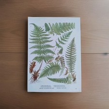 Ferns wall art for sale  BIRKENHEAD