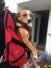 Dog carrier slim gebraucht kaufen  Unterhaching