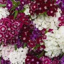 Dianthus x12 sweet for sale  BRISTOL