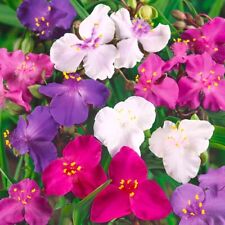 Spiderwort shimmer mix for sale  Gate City