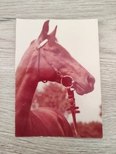 anglo araber gebraucht kaufen anglo araber gebraucht kaufen Borna