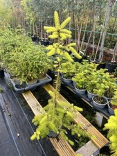 Douglas fir tree for sale  CHORLEY
