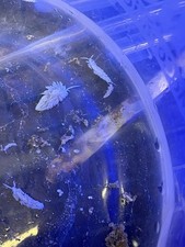 Lot berghia nudibranch for sale  Garden City