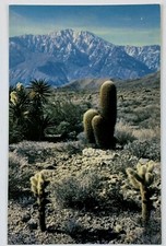 1970s cholla cactus d'occasion  Expédié en Belgium