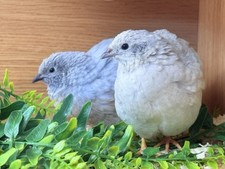 Cpq button quail for sale  STOKE-ON-TRENT