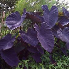 Garden state bulb for sale  Vineland